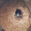 麻雀在我家屋簷築了那麼大的巢呀！！但仔細一看...可是那好像是虎頭蜂窩欸！！