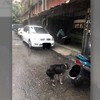 可憐狗狗被飼主綁在室外淋雨「至少15分鐘」，飼主被質問還反嗆「故意給他沖澡的有什麼問題嗎」（影片）