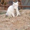 愛心網友看見貓馬麻帶著小貓四處覓食，拿食物上前給牠們吃時...立刻難過到淚崩!!