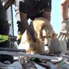 上百人罹難的大地震，黃金獵犬被埋在廢墟裡「9天」，主人一度放棄、再次回來找愛犬時竟然看到奇蹟發生！