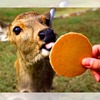 餵食鹿仙貝時，奈良鹿們都超有禮貌的跟人鞠躬呢！專家建議：若作出鞠躬動作時，請快跑！