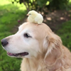 史努比與摯友小黃鳥的真實版！黃金獵犬爺爺在晚年找到了牠的小雞麻吉！