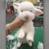 跟美容師說剪個可愛又清爽的造型...然後我家兔兔就變成一隻羊咩咩了！！