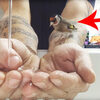 這隻鳥超級愛洗澡！主人幫小鳥接好水，下一秒小鳥的反應真的是超口愛的～