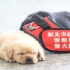 新北市警犬隊「滿月小犬」萌翻上千網友！睡眼迷濛的樣子讓網友驚呼太可愛希望「不要長大」