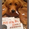 「買了本書上面寫不要打狗，黃金就把書咬爛了...」這些讓主人爆氣的汪汪...讓人完全笑噴！