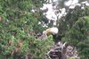 野生白頭鷹把年幼紅尾鵟帶回巢「本應該是儲備食物」，現在去視牠為親身骨肉一般認真照顧（影片）