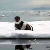雪地裡突然出現了一隻「斑馬」！？攝影師幸運目擊超罕見的「條紋海豹」，但牠出現的原因卻讓人心疼...