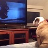 專注看著電視上的鬼片，看到女鬼出現時...狗狗的反應讓所有人笑翻了