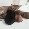 越南一網友家的狗生了一窩小孩後，家裡的貓要崩潰了：「到底誰才是親媽？」