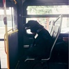 狗狗每天自己搭公車坐到公園下車玩，所有司機都認識牠，遊客看到都笑出來！（影片）