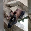 不成「熊」形！！逛動物園驚見大棕熊「消瘦如狗狗」...網友怒PO網質疑園方虐待動物！！