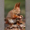 「這隻松鼠正在用念力打開堅果...」這8組動物使出超能力的照片...每一張都讓網友笑噴！