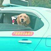 司機大哥剛載完客人，發現後座突然多了隻狗，知道原因後..網友大讚：「這隻金金超聰明！」