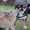 狗狗兔兔好朋友！這10隻超萌兔寶寶愛上了溫柔的暖心狗狗♥