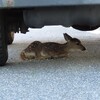這隻梅花鹿寶寶孤伶伶的縮在車底下，但卻不是再等媽媽回來接牠...溫馨的結果絕對讓你衛生紙抽不停！