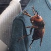 他到陽台拿衣服，卻看一隻跟「老鼠」一樣大的「大黃蜂」...讓日本網友全都嚇壞了！