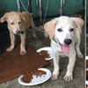【7/11已認養】混拉拉台灣犬等家中，3個月大的布丁＆奶油需要大家有愛的幫助！