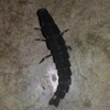 家裡捉到一隻怪蟲，PO網詢問這隻是甚麼...網友驚呼：「快將牠放生！！」(影片)
