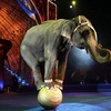 心碎...這隻馬戲團大象被迫做出超危險的表演動作，當牠跌倒時下一秒衝出來幫忙的不是人類而是...