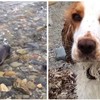 暖暖der~海豚寶寶不小心擱淺在沙灘，幸好遇到聰明好心的狗狗幫忙才成功挽回一命！