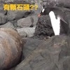 這隻企鵝把睡午覺的海豹當成「石頭」，下一秒跳到牠身上海豹誇張的反應...讓所有人都笑翻了XD(影片)