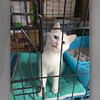 這隻小貓上一秒還好好的待在籠子裡，下一秒卻讓網友全都笑翻啦！！
