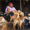 「牠們都是我的孩子！」印度奶奶走出不快樂婚姻，用餘生照顧400隻流浪狗！