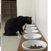 明明養13隻貓，黑貓總是孤伶伶的在吃飯，以為牠被排擠，沒想到主人一說原因...真的讓人完全笑噴！