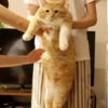 胖橘貓被主人逼著量腰圍，表情超哀怨：「可以不要減肥嗎...」