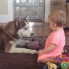 狗狗和寶寶玩到一半表情突然變嚴肅，下一秒做出的反應...真的讓把拔生氣到握拳啦！！(影片)