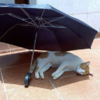 天氣太熱流浪貓沒地方躲太陽...好心人替牠「撐傘」，喵喵在傘下熟睡讓人看了心好暖！