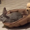 兔寶占了小拉拉的床，沒想到小拉拉超火大的樣子.....真的讓看的人忍不住噴笑啦！（圖+影片）