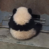 小熊貓緊緊抓住門縫想偷跑出去玩，沒想到下一秒....真的讓看的人完全融化！（影片）