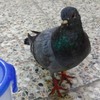 撿到一隻「綁有腳環」的迷路鴿子，本來想幫牠找回家的路...卻被網友阻止：「送回去就是死！」
