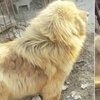 藏獒與黃金獵犬生下一隻小狗，長大後成「金毛獅王」讓人不敢直視！正面真的是太閃了！