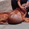 這隻黃金獵犬不是懷孕而是身上長了顆超巨大腫瘤，可惡的主人不願帶牠治療甚至還惡意遺棄讓牠流落街頭！