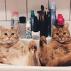 一隻貓咪太孤單，兩隻橘貓恰恰好ฅ●ω●ฅ 全世界最帥氣的橘貓兄弟來啦！