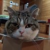 山不轉路轉！箱子腦粉Maru貓挑戰不可能的任務把自己塞進超爆小箱子（ㄟ這是犯規吧...嗶嗶！）