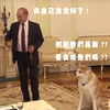 普丁帶著日本送的秋田犬去見日本記者...但場面好像有點尷尬XD(影片)