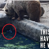 霸氣棕熊葛格看到無助小鳥在池塘掙扎，接下來的發展真的出人意料的溫馨！
