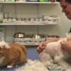 貓的報恩！自小遭遺棄的小貓三兄弟報答拯救牠們的獸醫，現在成為醫院裡的專業貓護士啦 
