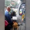 因為自己害主人和其他乘客被公車司機罵...導盲犬愧疚的模樣讓人超心疼！！(影片)