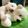 救援回來的小北極熊原本在哭著找媽媽，沒想到給他這隻娃娃後竟...讓人心疼又融化...