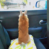 「我家兔兔一直想看車窗外的風景...」經過幾次嘗試，牠絕望攤在車上的表情令人笑噴XD