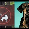 替狗狗繫上牽繩不是在限制自由而是在保護牠們，訓練師告訴你狗狗外出一定要繫牽繩的5個重要原因！
