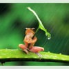 青蛙拿葉子遮雨好可愛？這些可愛的照片竟是虐待動物得來的！