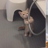 貓咪不想洗澡抱著水管可憐兮兮的看主人，結果引來網友心疼：「別逼牠洗了！」