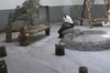 40度高溫下熊貓熱到「紋絲不動」，坐在池邊發呆懷疑熊生