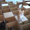 貓咪愛玩紙箱，超狂主人直接用「50個」紙箱打造超大迷宮，讓喵喵一次玩個夠！